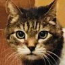 しん profil fotoğrafı