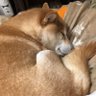 たらこっこ 的头像