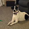 CassiesDogMom profil fotoğrafı