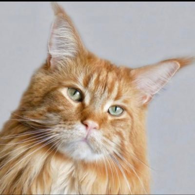 golden_cat_qtr's profile picture