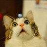 Sei lá bicho's profile picture