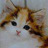 Sarahneko profil fotoğrafı