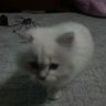 カシラ's profile picture