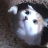 。 momo's profile picture