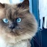 CRYPTO Shadow's profile picture