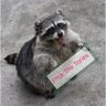 unsquare 🦝🕷️a raccoon out of water.. 🇪🇺's profile picture