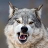 Silverfang2021 - Official 🟧's profile picture
