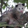 Opossum Opines profil fotoğrafı