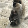 Damotyayanapo profil fotoğrafı