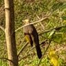 Chirpy Bulbul 的头像