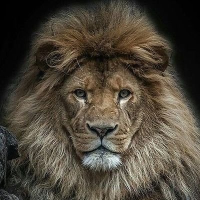 African animals's profile picture