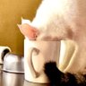 Profilbild von 猫缶(YouTube→桜缶)