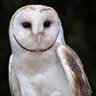 Lechuza profil fotoğrafı