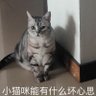 空林月照 的头像
