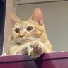 コタロー's profile picture
