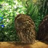 Фото профиля カイダダ!!🦉