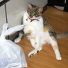 猫 大好き(41) 的头像