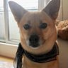 ゆに's profile picture