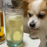 酔花 profil fotoğrafı