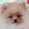 Vivine's profile picture