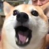 ʕ •ᴥ•ʔ暉's profile picture
