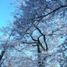 のんパパ 的头像