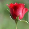 ماجد profil fotoğrafı
