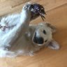 The DawgFather, Woof!'s profile picture