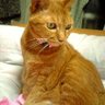 オレンジ猫 profil fotoğrafı