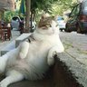 Фото профиля npnips
