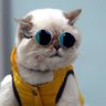 İzmir’s sidewalk cat's profile picture