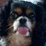 Profilbild von little dog