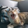 Royps's profile picture