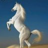 Mehmet's profile picture