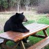 Fatbear's Sporting Diaries's profile picture