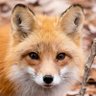 kitsune profil fotoğrafı