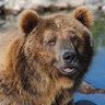 El Oso Guapo 的头像