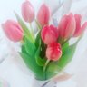 Profilbild von Tulipam🌷
