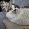 ねね profil fotoğrafı