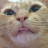 Profilbild von MeawY