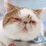 Фото профиля 話題猫