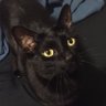 ~Mews~ 🐈 profil fotoğrafı