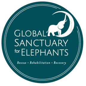 Global Sanctuary for Elephants's profile picture