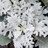 Фото профиля 白妙菊
