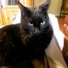 Фото профиля Blacks Cats Matter