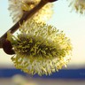 Фото профиля Bidmeshk