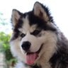 CopyShark's profile picture