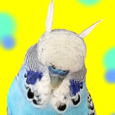 chopinliszt12's profile picture