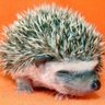 Profilbild von Rascaxeiro