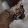 おしょさん 的头像